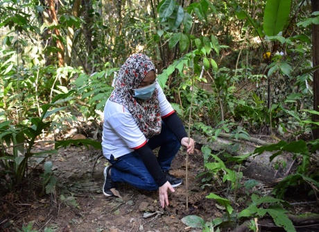100 Merbau Trees were planted by PESTECH to preserve Bukit Persekutuan